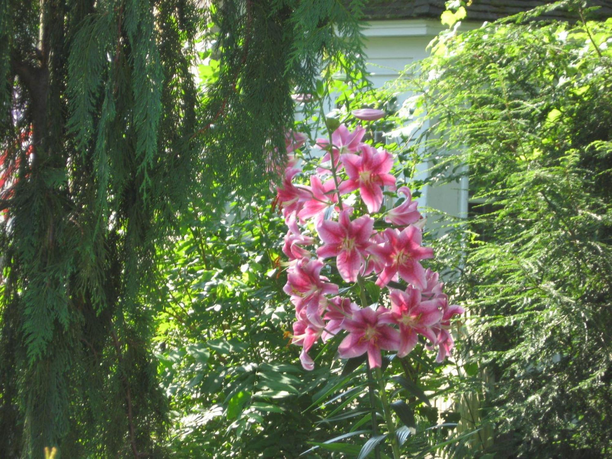 Maple Terrace
